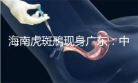 海南虎斑鳽现身广东：中国特有、世界上最神秘的鸟！